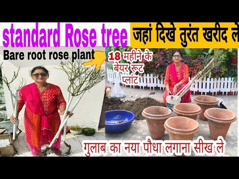 Standard rose/ 18 mahine ke Bare root rose plant गुलाब का यह पौधा जहां दिखे तुरंत खरीद लो,