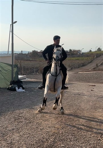 ماشاءالله مبروكه#ئه_سپ_سواره_كان #اربيل #خيل_وخياله🐎 #خيل_عربي_اصيل #اكسبلورر