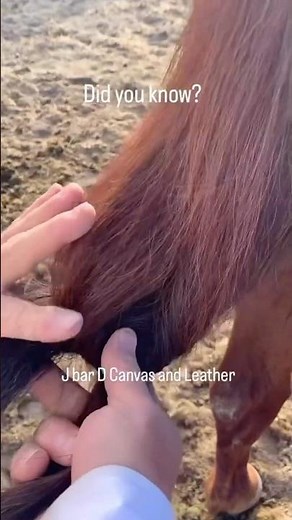 Modern-day buckaroos tie certain knots in their horse’s tail each day before riding off to work.