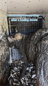 This poor sheep was stranded in a dried-up water course on farmland, with thick mud up to his neck! Thankfully the local fire service came to help animal rescuer, Steph. After a check-up and a hose down, the sheep went back to the flock, just a few shades darker than before! 🐑🚿 | RSPCA (England & Wales)