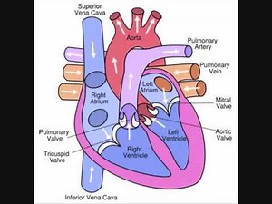 Circulatory System - Body Fluids and Circulation Video Lecture - Class 11