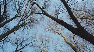 Looking up through empty tree branches - Free Stock Video
