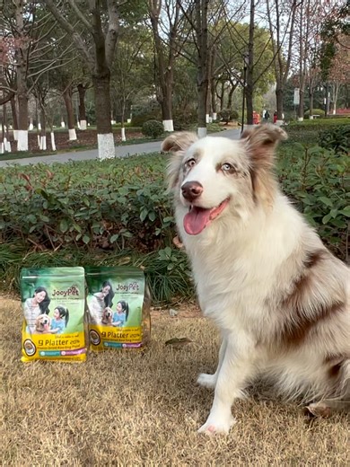 Border Collie Training Tips and Tricks