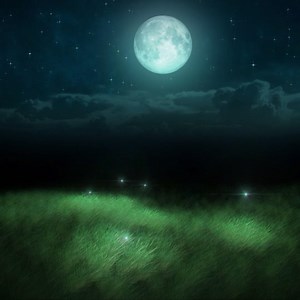 The wonder of these tiny, flying sparks of magic that light up a summer’s night are so hypnotizing…. Goes perfectly with refreshing iced tea. | Celestial Seasonings