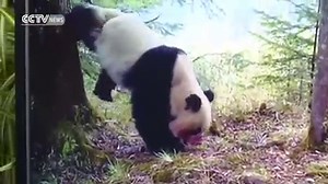 661K views · 255 shares | A recent footage of a bloody nosed giant panda at a nature reserve in northwest China has led to an array of speculation as to what have possibly caused the injury. | CGTN | Facebook