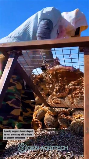 Sunflower Seed Harvesting & Separation Process #agritech