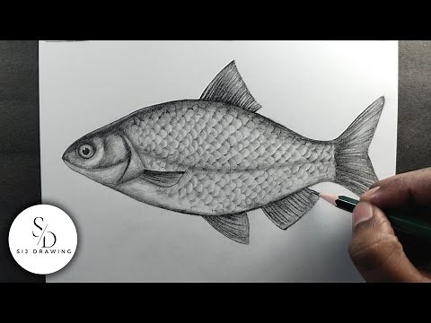 How to draw a Fish || realistic Fish drawing step by step tutorial