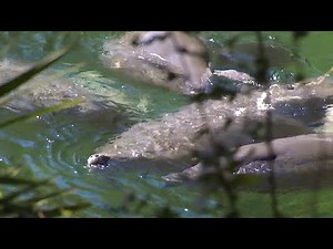 Blue Spring State Park sees manatees return early in record numbers