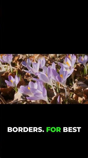How To Grow Crocuses Even In Snowy Gardens!
