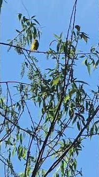 Yellow Warbler Singing in a Michigan Tree — Full Song Caught on Camera #YellowWarbler #BirdSong