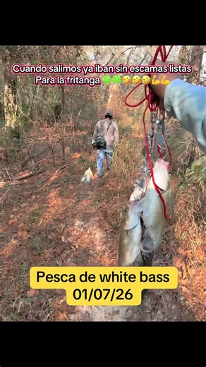 Fishing for White Bass: Tips and Techniques