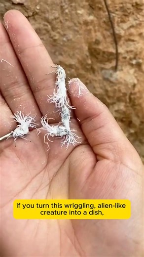 Interesting White Aphids on Plants #backyardgardening #gardeninglife #vegetablegardening #vegetablegarden #gardeningtips | Addicted Gardening