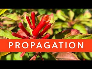 FIREBUSH PROPAGATION | Florida Native Plants