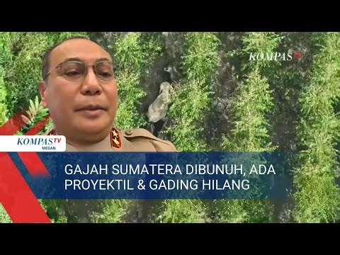 Kapolda Riau Ungkap Fakta Baru soal Gajah Sumatera Ditemukan Mati