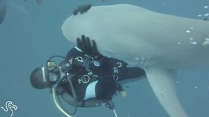 Friendliest shark in the world always asks her friends for hugs. | The Dodo