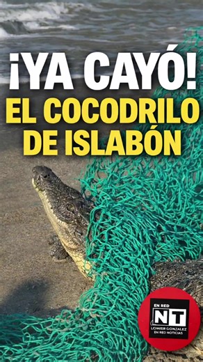 La situación que mantenía atentos a los residentes de Islabón, en Sabaneta de Yásica, llegó a su fin. Fue capturado el cocodrilo que se había escapado tras una creciente, según explicó su propietario, quien indicó que uno de los dos reptiles que tenía logró salir del área donde estaba retenido. Las imágenes muestran el momento en que finalmente fue controlado, luego de varios días generando preocupación en la comunidad. Ahora queda la pregunta… ¿Debe regularse con más firmeza la tenencia de este