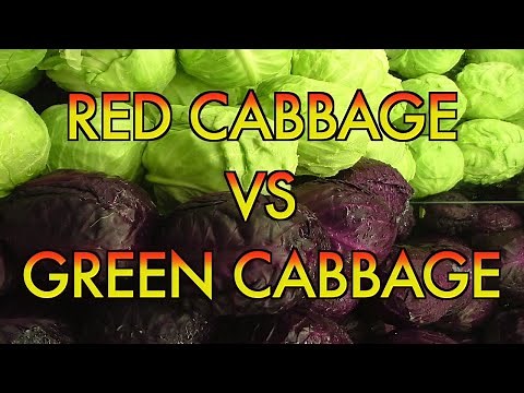 Red Cabbage VS Green Cabbage, Which One Is Best For You??