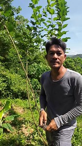 45 degree angle cut 😁... #MulberryFarming #mullberrypruning #mulberrybending #mulberries #gardening | Eric Repizo