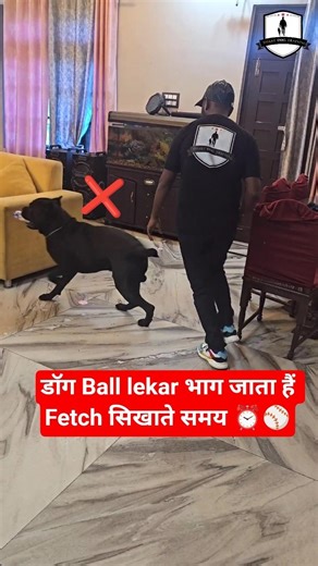 Dog runs away with the ball while teaching Fetch 🐶 #dogtraining #explore #dogshorts #fypシ #virals...
