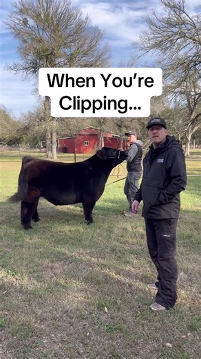 Clipping Techniques for Show Cattle Success