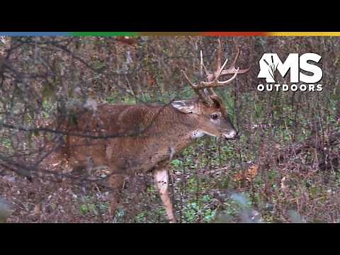 Pre-Rut White-Tailed Deer Hunting with a Traditional Bow in Mississippi
