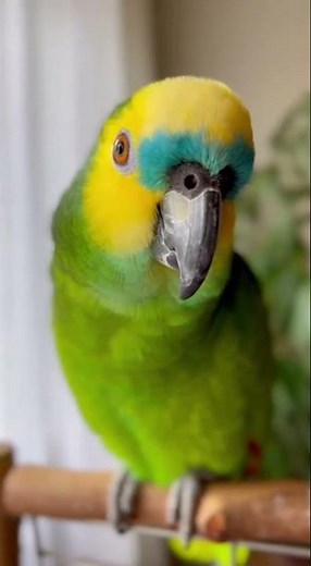 The most relaxed parrot in the world 🦜zen