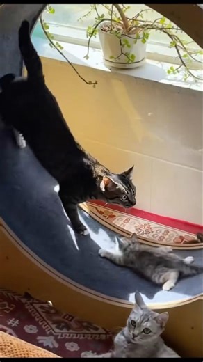 cats first time being a mum