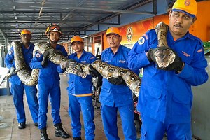 Dėl žmonių sukelto streso nugaišo ilgiausias pasaulyje pitonas