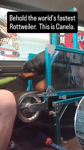 The world's fastest Rottweiler #rundawg #mobiledoggym #dogexercise #rottweiler | Run Dawg