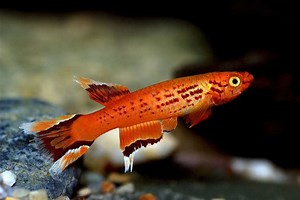 Aphyosemion australe - Alchetron, The Free Social Encyclopedia