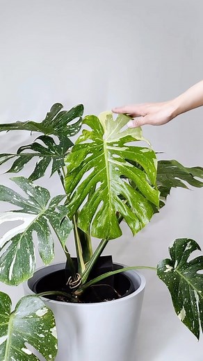 Thai constellation Timelapse! Tag someone that needs to see this 💚 📸: @houseplantjournal | Houseplantparadise