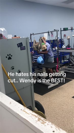 #pugs #pugsoftiktok | pugs