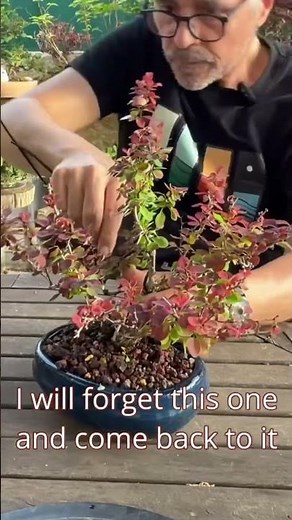Trying to Control This Wild Bonsai