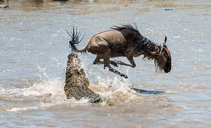 Epic Videos: The 5 Best Wildlife Battles in Africa | Rhino Africa Blog