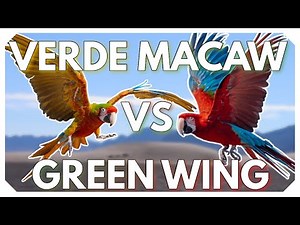 🦜 Verde Macaws vs Green Wing Macaws: Which Is the Ultimate Freeflyer?