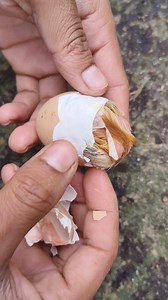 Amazing chick hatching 🐣🐣🐥 | Pets Life TV