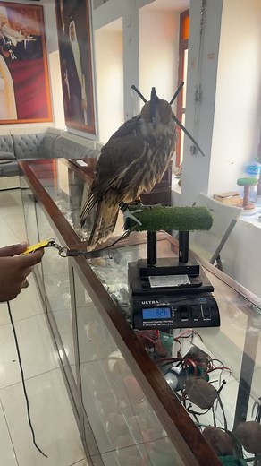 In-Depth Look at a Captivating Falcon Species