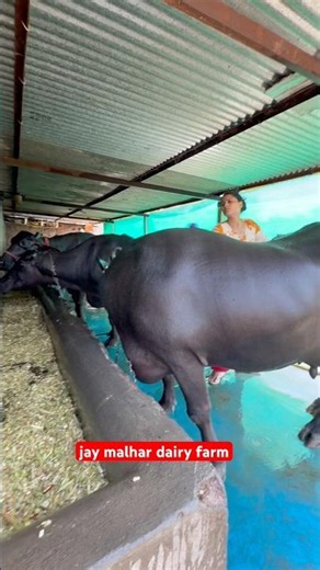 jay malhar dairy farm #murraha #buffalo #maharashtra #farming