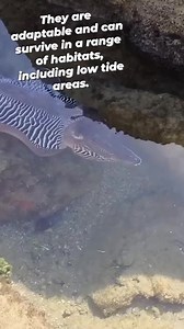 Cuttlefish can and often do venture into low tide areas. They are primarily found in shallow water, including areas that may be exposed at low tide. Their flat bodies and ability to camouflage make them well-suited to living near the seabed and in shallow water, including areas where they might be exposed to air during low tide. #fishingworldtv | Fishing World Tv