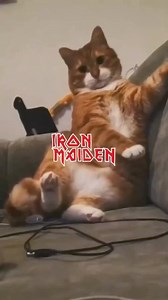 Iron Maiden Metal cats 🤘 | Metal Covers Community