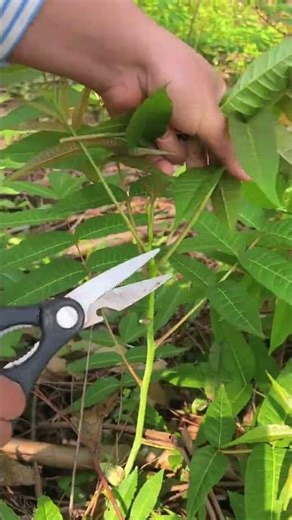 Top 5 Spring Sprout Planting Techniques