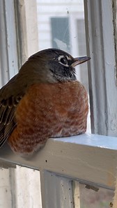 Just wanted to share Christopher Robin Singing! He’s doing it often and it’s getting louder! Why do birds sing? Birdsongs serve two primary purposes: defending territories and attracting mates. These songs have the remarkable ability to travel long distances, conveying important information about the singer’s strength and vitality. By doing so, they deter potential rivals from encroaching on their territory and entice potential partners for mating. While we commonly associate increased singing w
