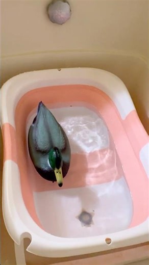 Baby Doll I’ve never seen such a beautiful duck before🦆🍭🌈😁🤪😁b
