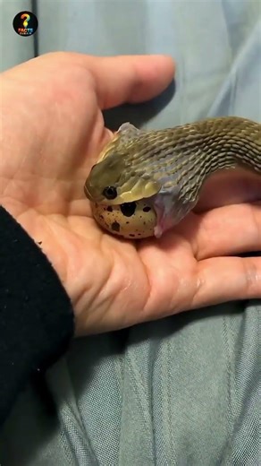 egg eating snake || #auracat