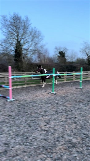 Millie's Impressive Free Jumping Skills