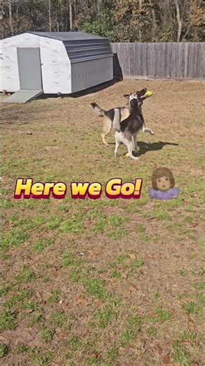 Husky vs German Shepherd Play Fight 🐺🐕‍🦺