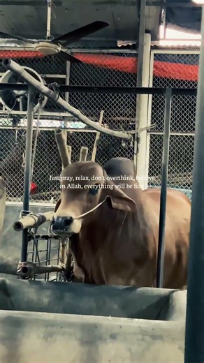 Allah Will Fix Everything 🤲 #cow #shorts #reels