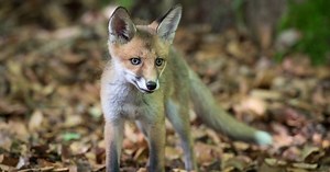 "Królestwo" za darmo. To najpiękniejszy film przyrodniczy ostatnich lat