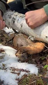How to Harvest mushrooms - Birch Polypore #mushroom #foraging