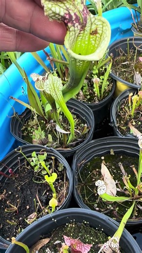 This pitcher plant is absolutely full of flies. They are still buzzing around in there!